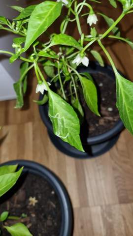 Schädling auf Chilipflanze (Blätter)?