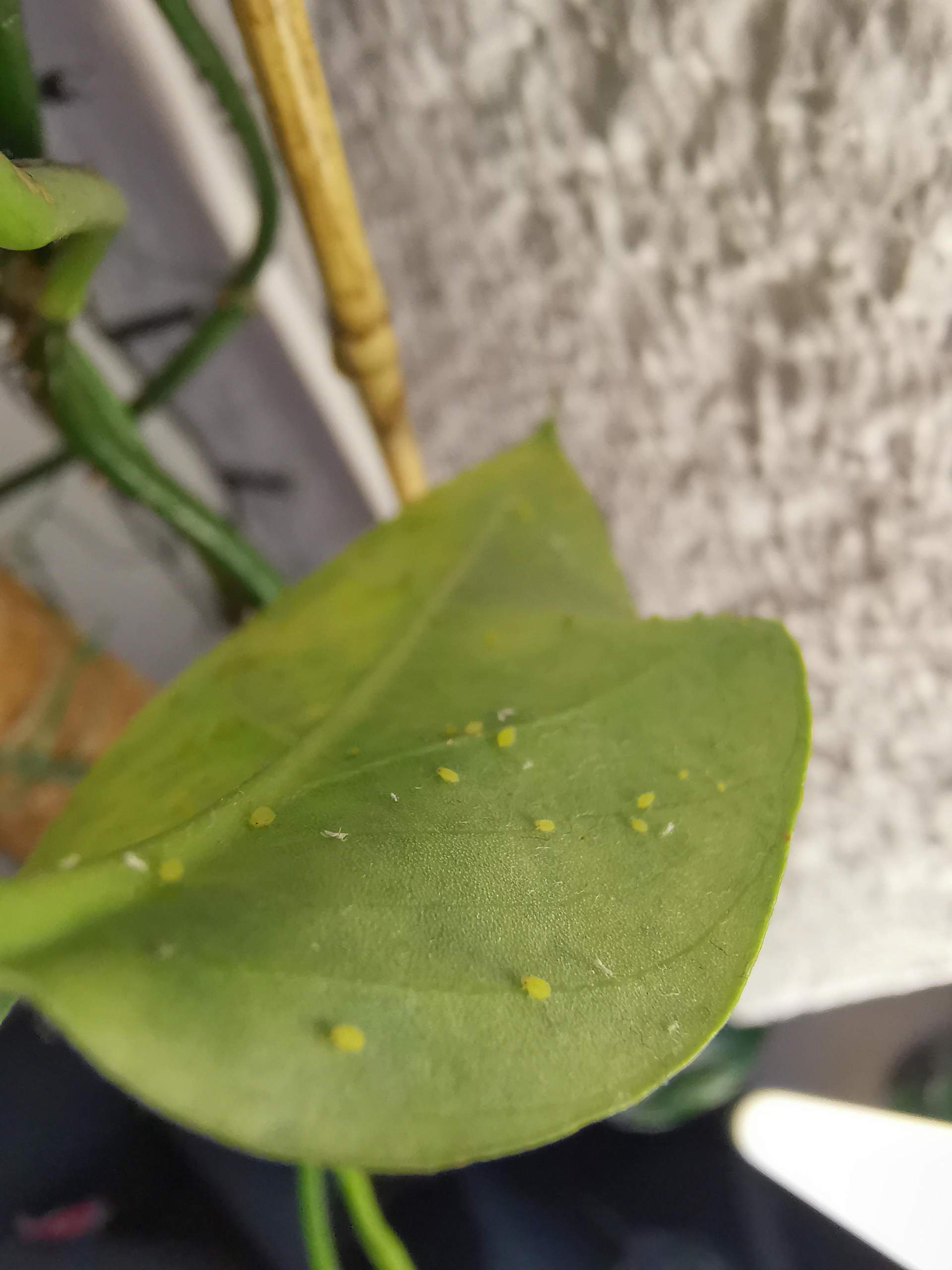Schdling Befall bei Monstera? (Pflanzen, Garten, Pflanzenpflege)