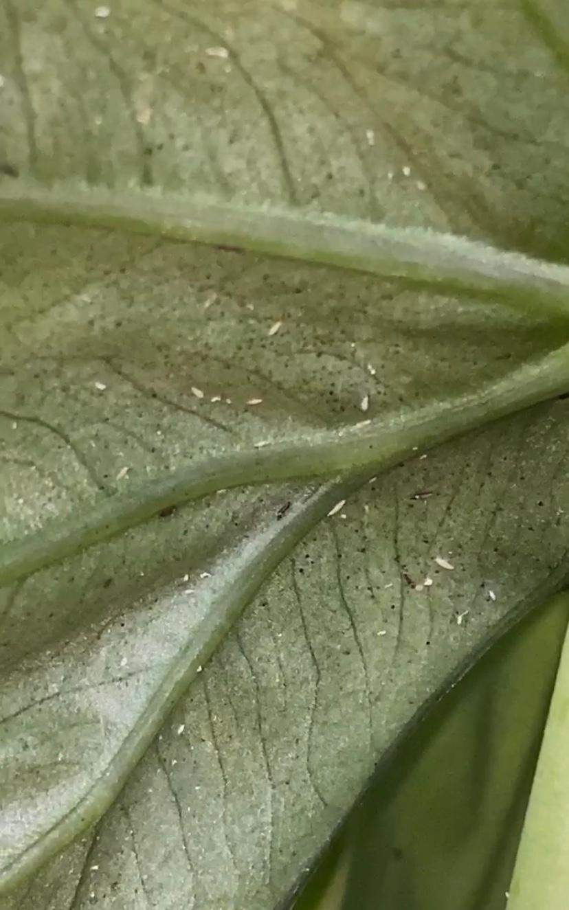 Schdlinge, Alocasia (Elefantenohr)? (Pflanzen, Garten, Insekten)