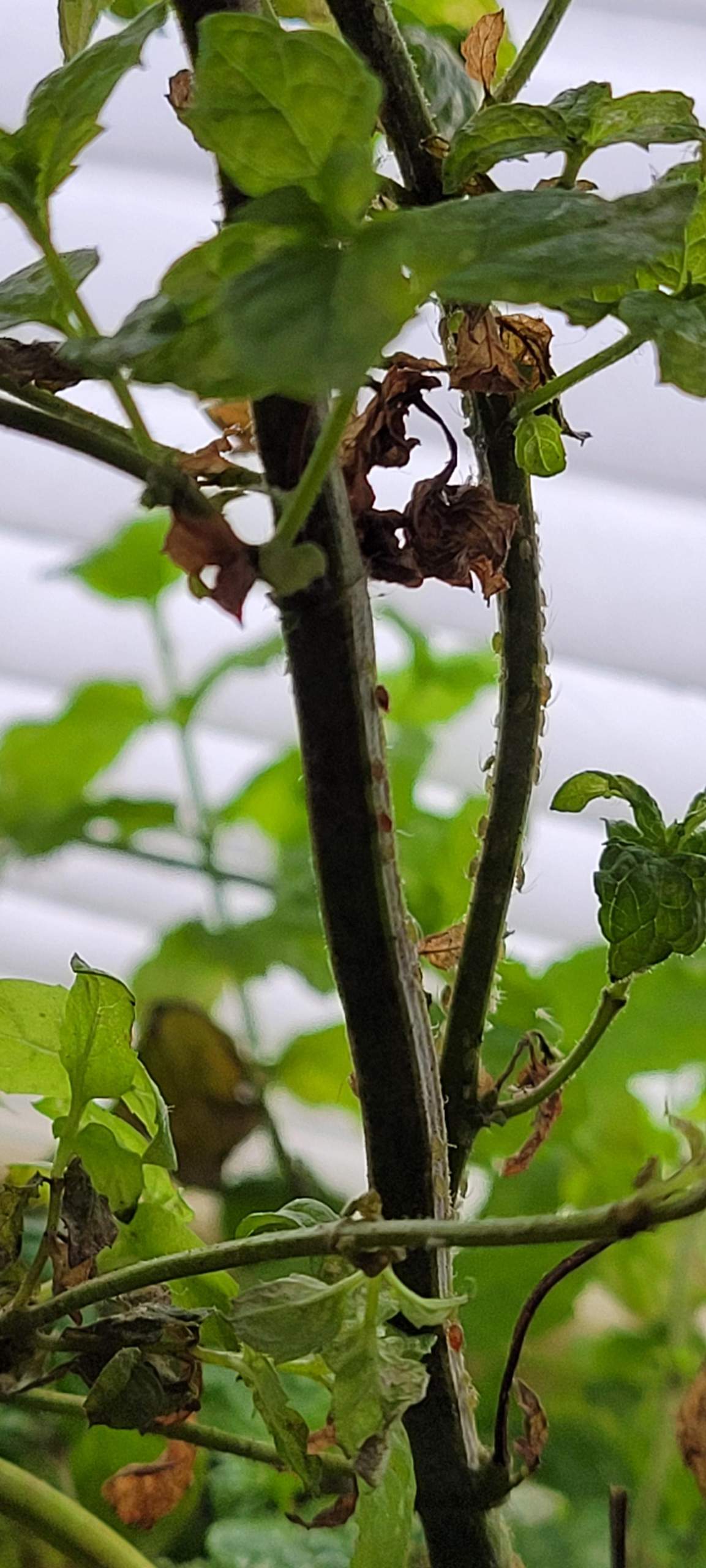 Schädlinge an Minze und Zwiebeln? (Garten, Insekten, Käfer)