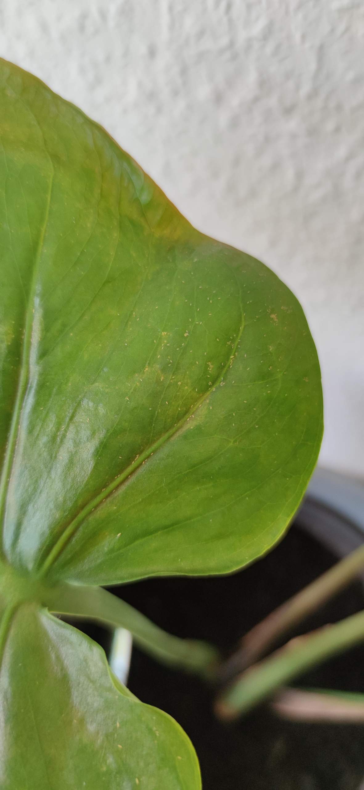 Schdlinge auf Monstera, wie werde ich sie los? (Pflanzenpflege,  Schdlingsbekmpfung)