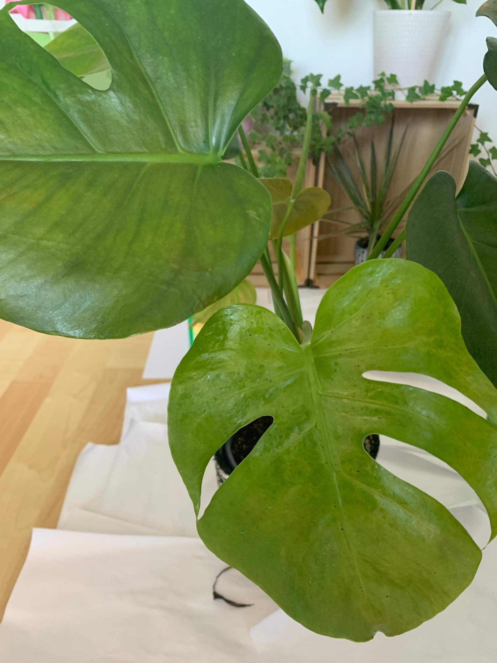 Schädlinge auf Pflanze? (Pflanzen, Garten, Pflanzenpflege)