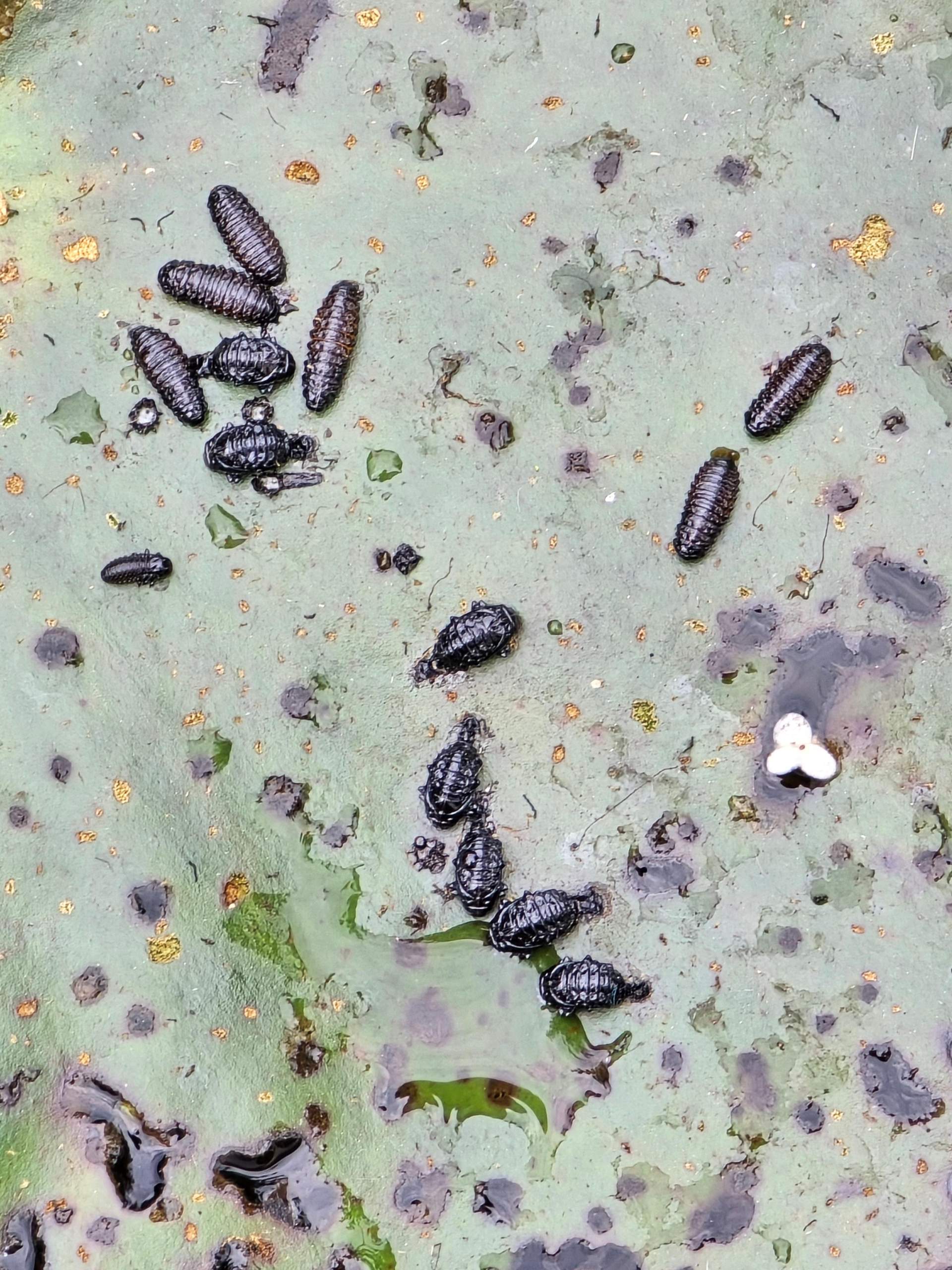 Schädlinge auf Seerosenblättern? (Parasiten, Gartenteich)