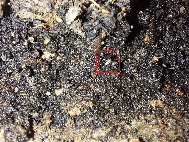 Schdlinge im Bonsai bestimmen? (Pflanzen, Pflanzenpflege, Botanik)