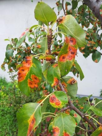Birnabum  - (Garten, Obst, Baum)