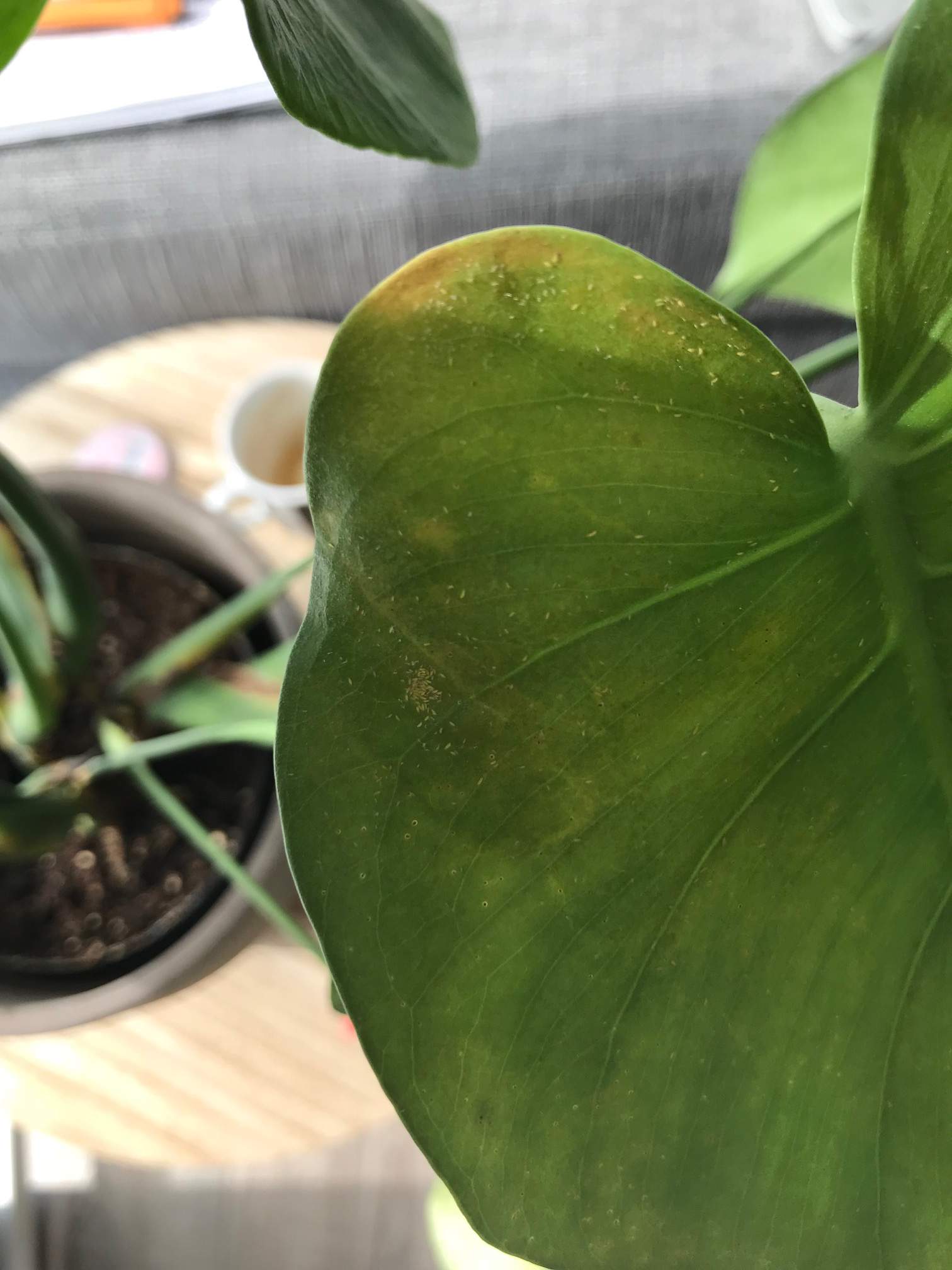monstera adansonii bolivia Monstera Obliqua Bolivia
