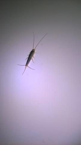 Was ist das? 2-3 cm und centipede-ähnlich - (Käfer, Befall)