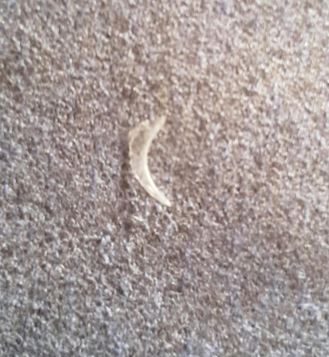 schalen sich katzenkrallen wenn sie wachsen tiere katze haustiere
