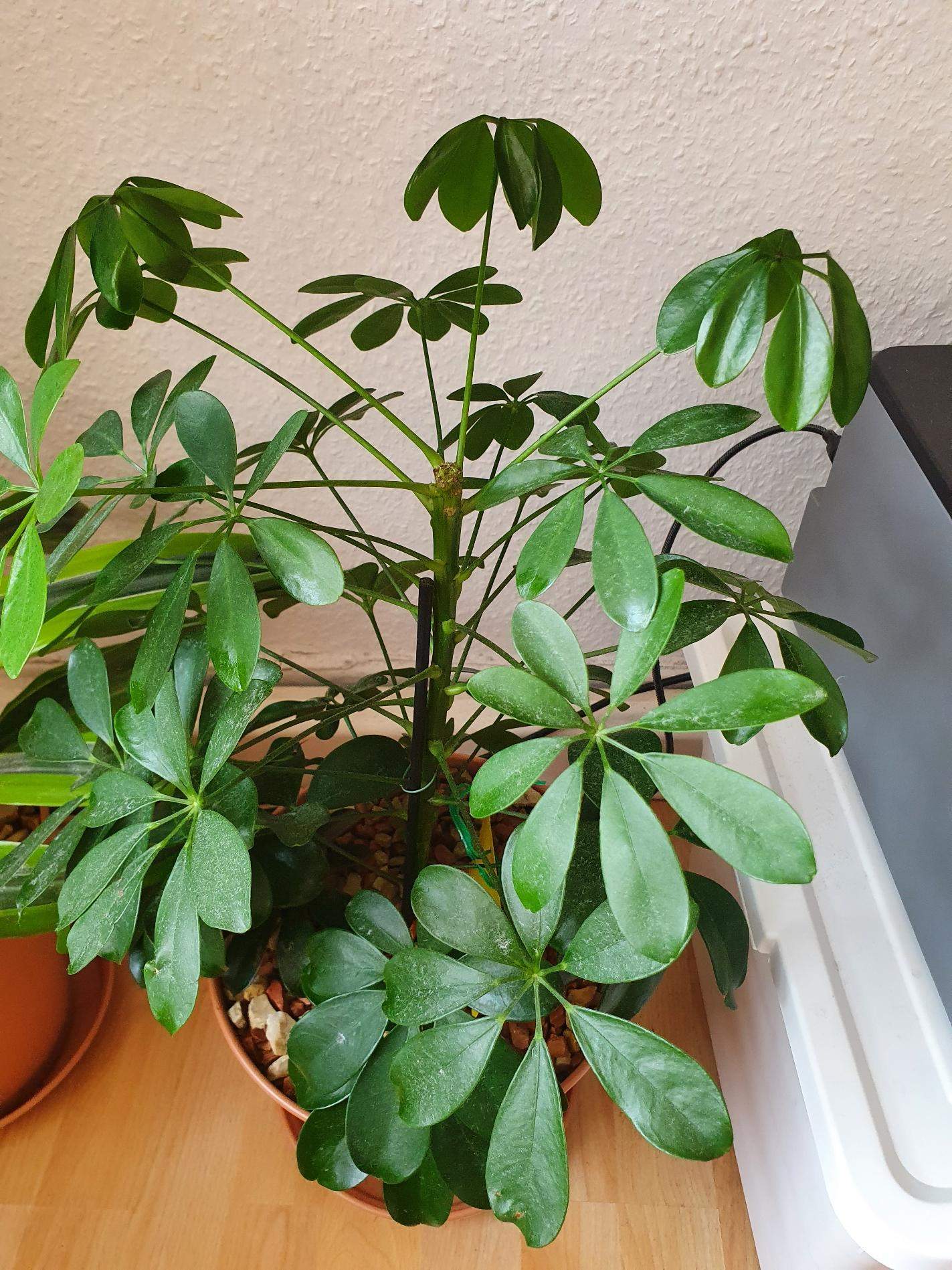 Elegantes Schefflera Braune Blatter Bilder