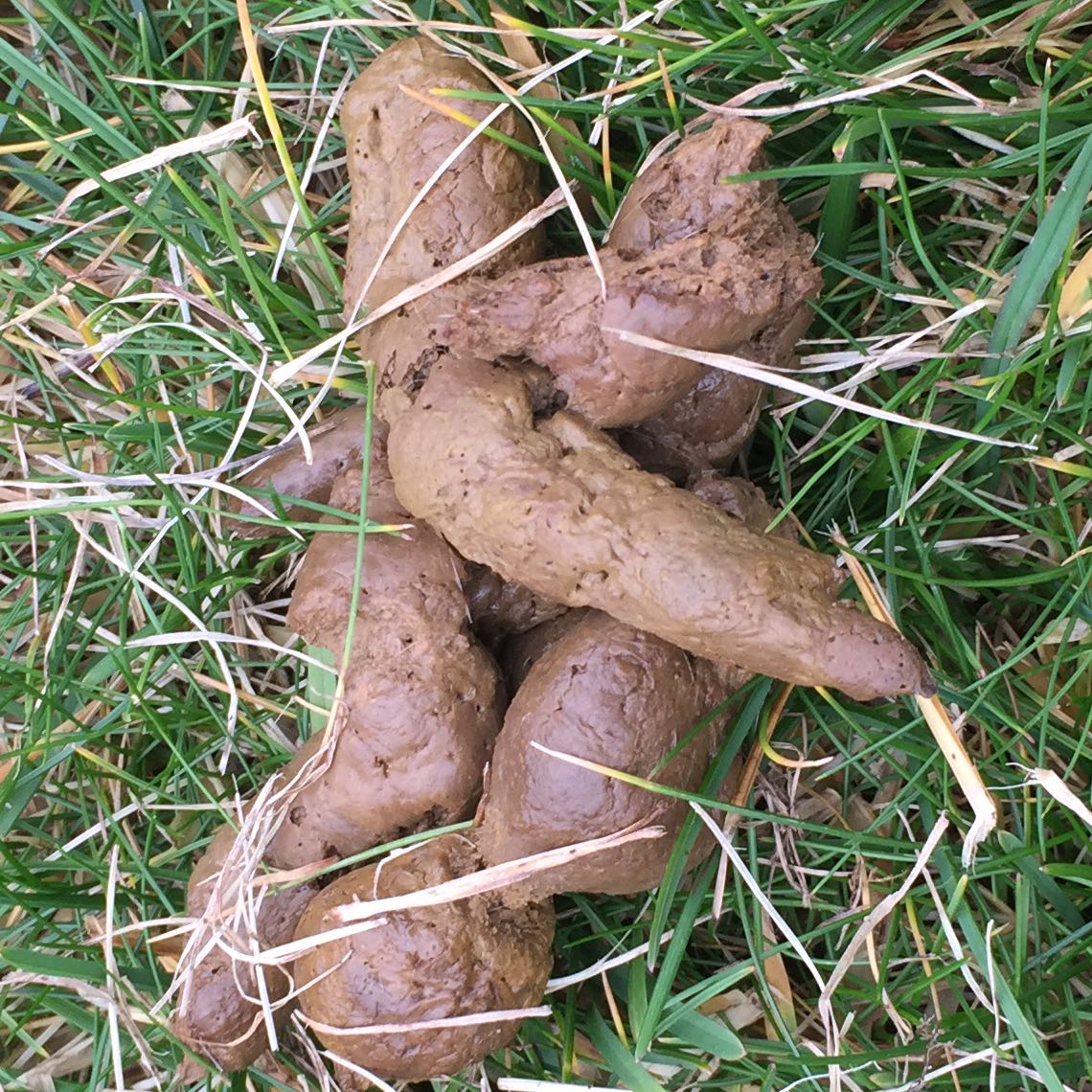 Scheisshaufen Im Garten Katzen Oder Marder Tiere