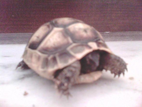 Schildkröte 2 - (Rasse, Schildkröten, Identifizierung)