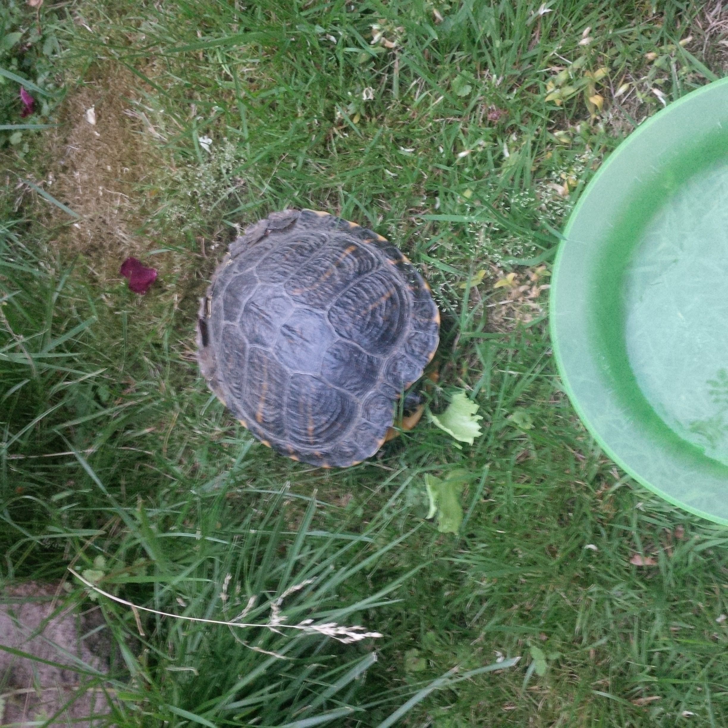 Ich habe eine Schildkröte im Garten gefunden was mache