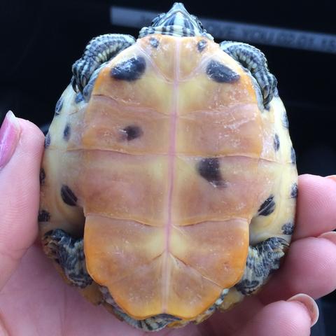Schildkröte 1 - (Art, Schildkröten, Weibchen)