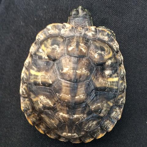 Schildkröte1 - (Art, Schildkröten, Weibchen)