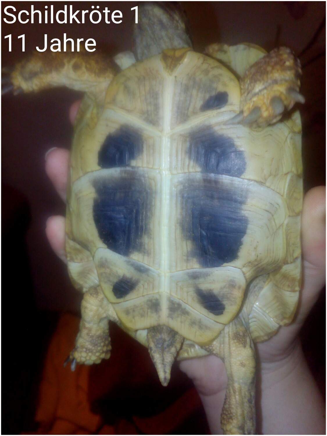 Schildkröten Geschlecht Griechische Landschildkröten 11 und 7 jahre ? (Tiere, Mann und Frau