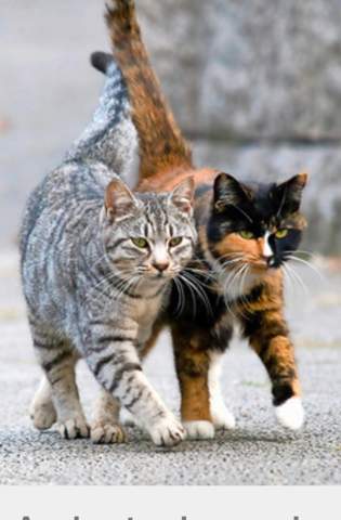 Schildpatt Kater Name Gesucht Umfrage Katze Abstimmung