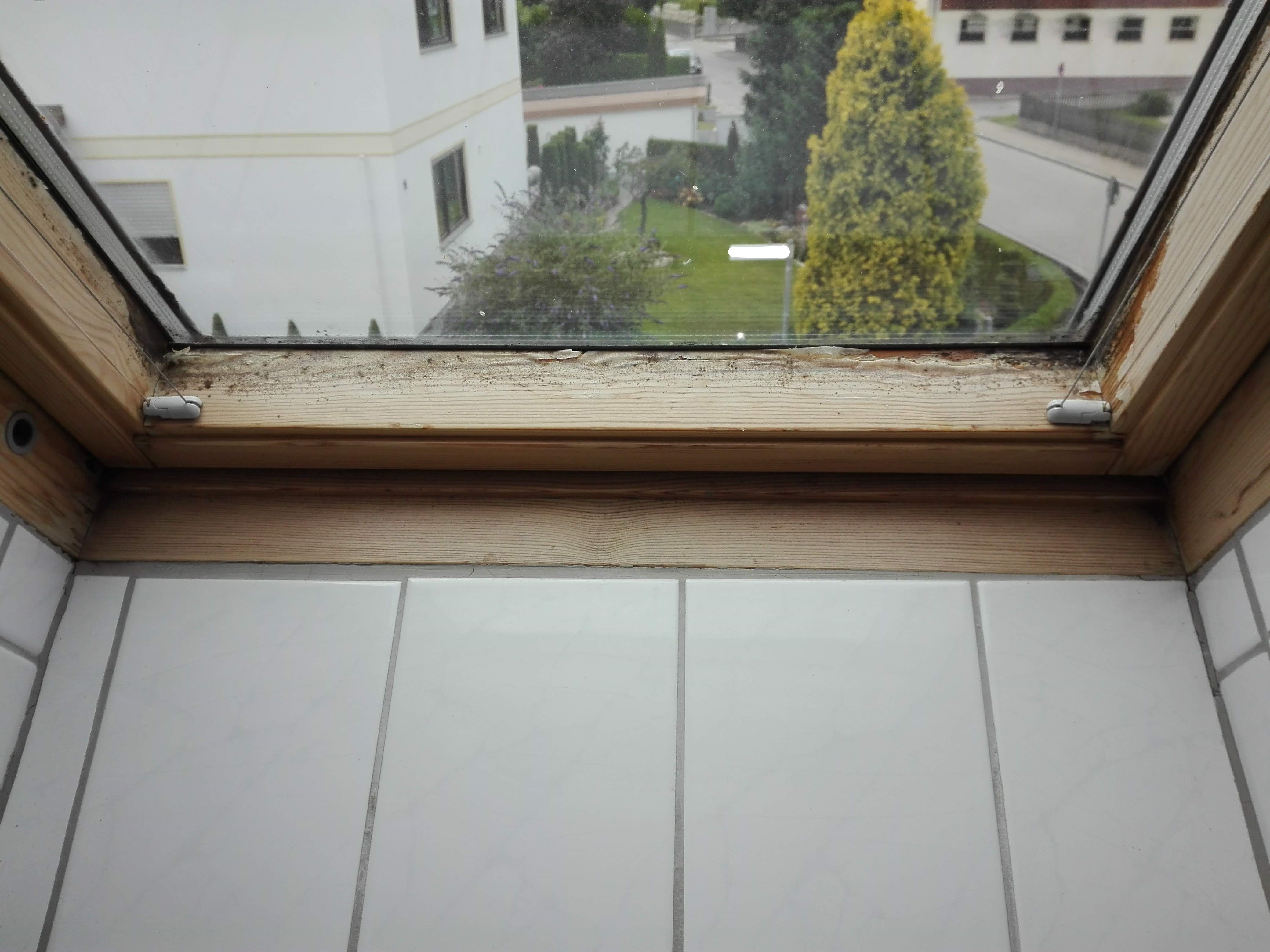 schimmel am fenster