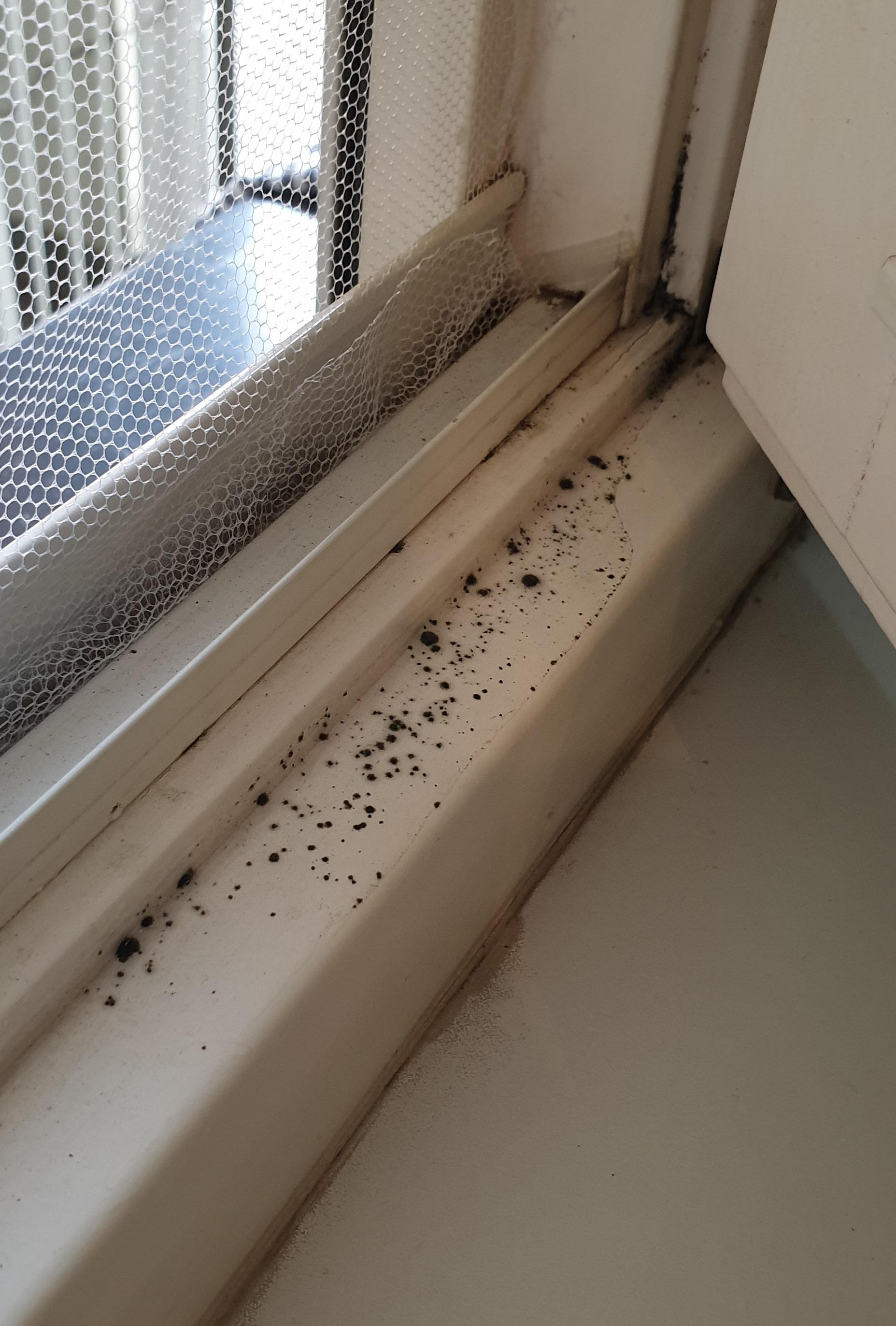 schimmel an fenster und plotzlich auf wand wohnung