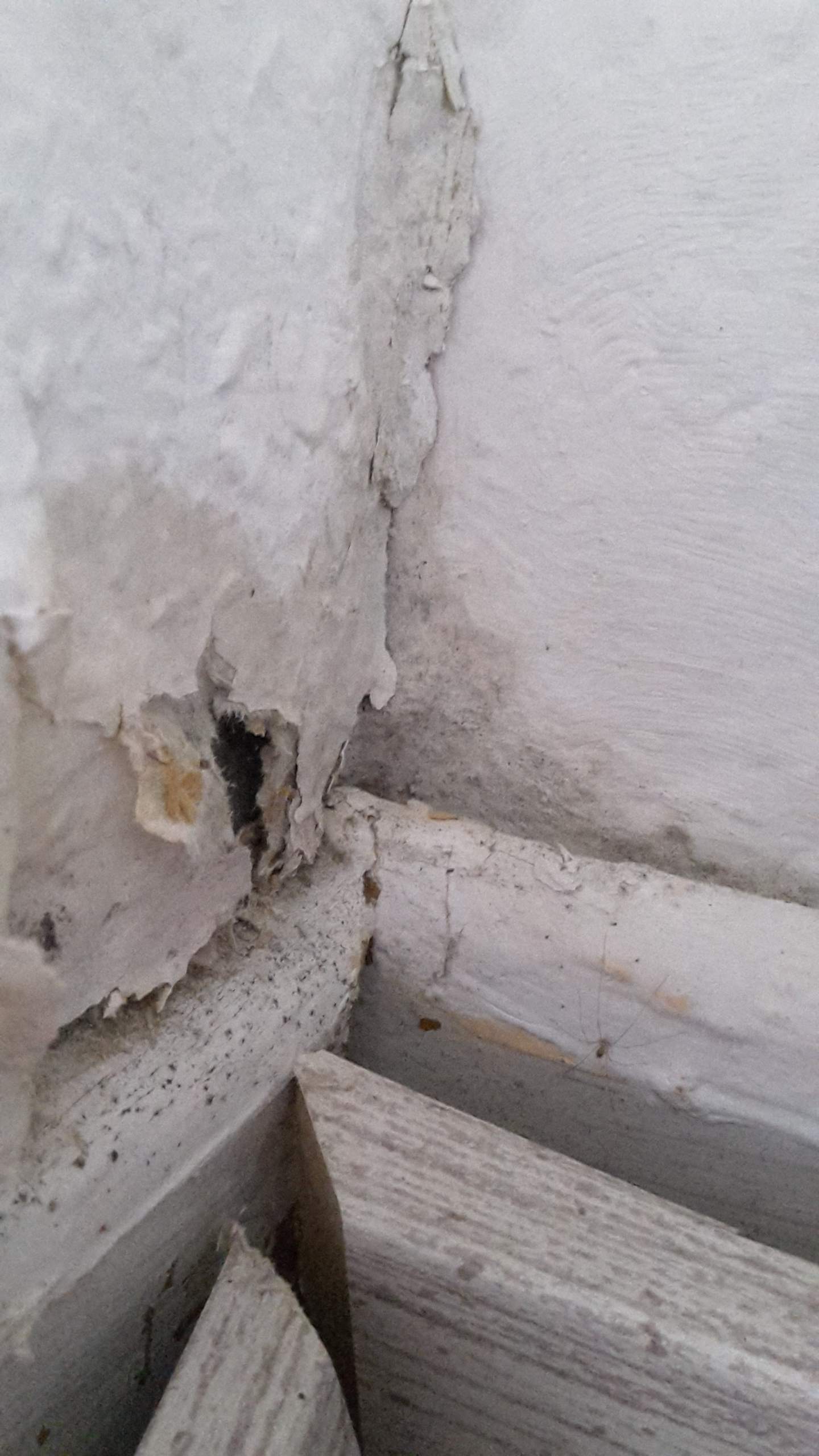 Schimmel auf der Tapete nicht sichtbar, aber dafür Risse und feuchtes