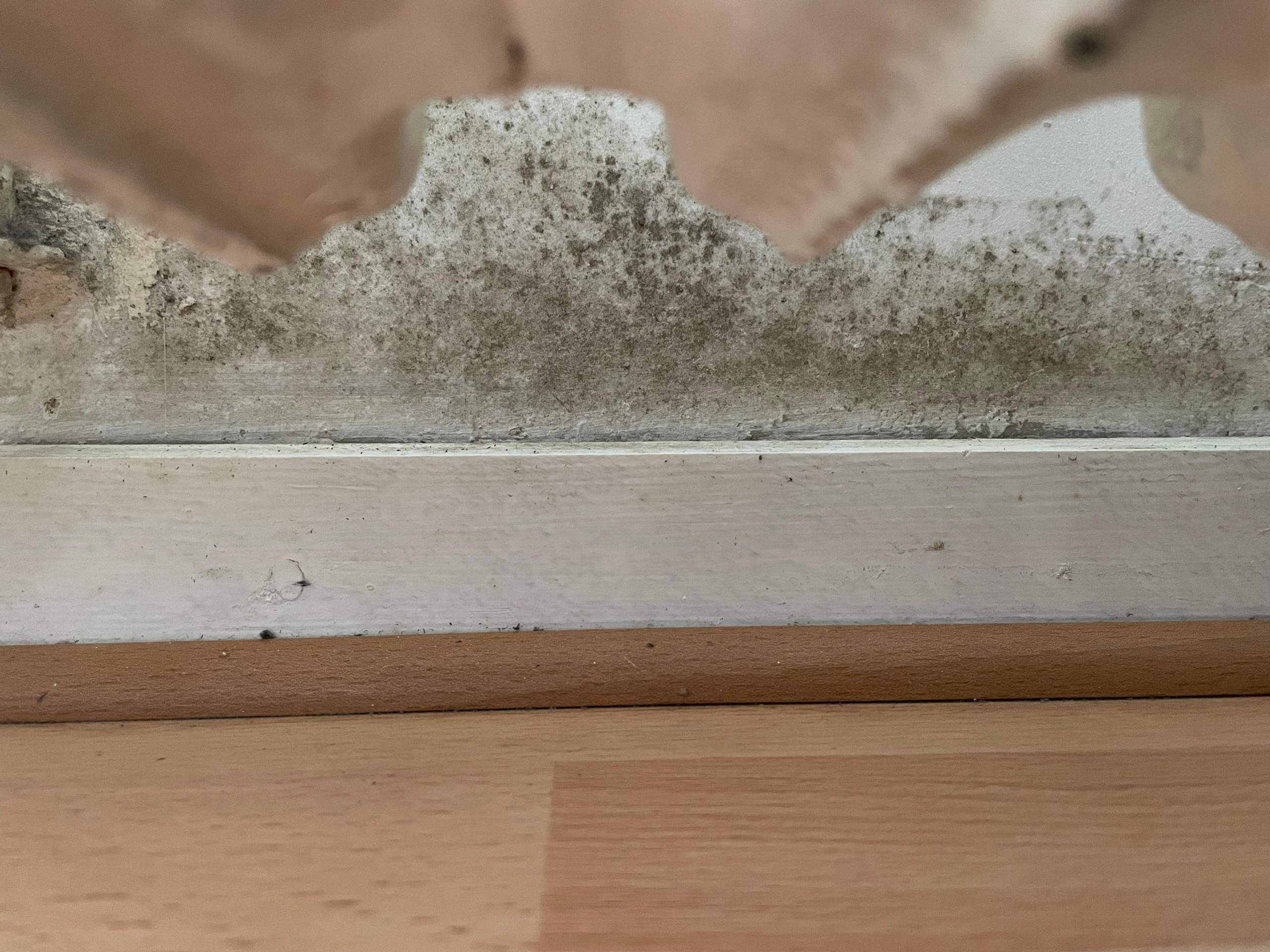 Schimmel hinter der Heizung oder Salzkristalle? (Gesundheit, Wohnung, Haushalt)