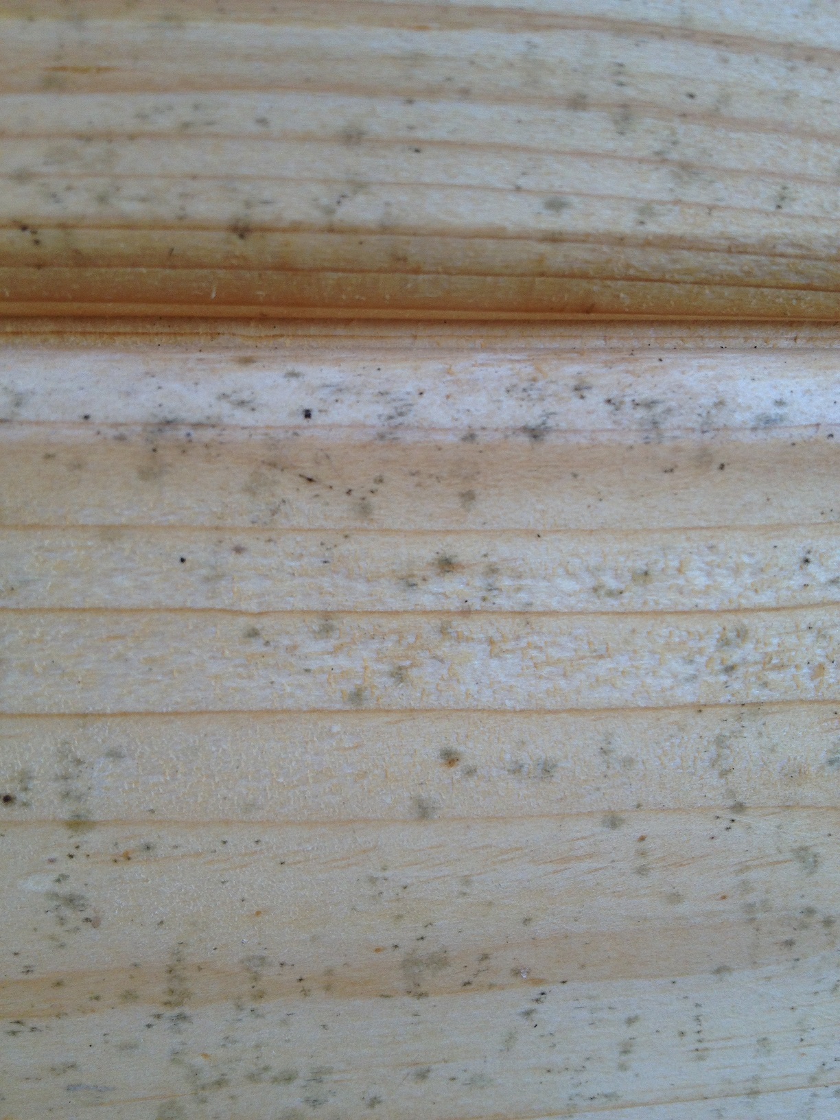 Schimmel im Gartenhaus (Garten, Holz)