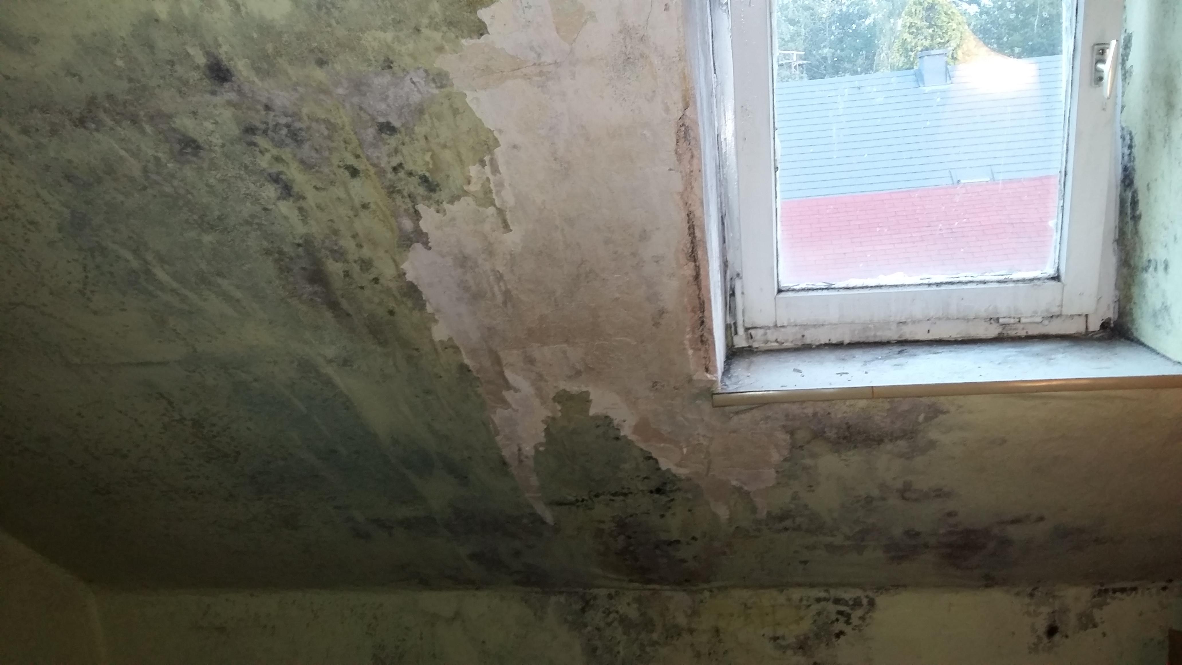 Schimmel im Zeitraffer; Wie sollte man die Schäden beseitigen