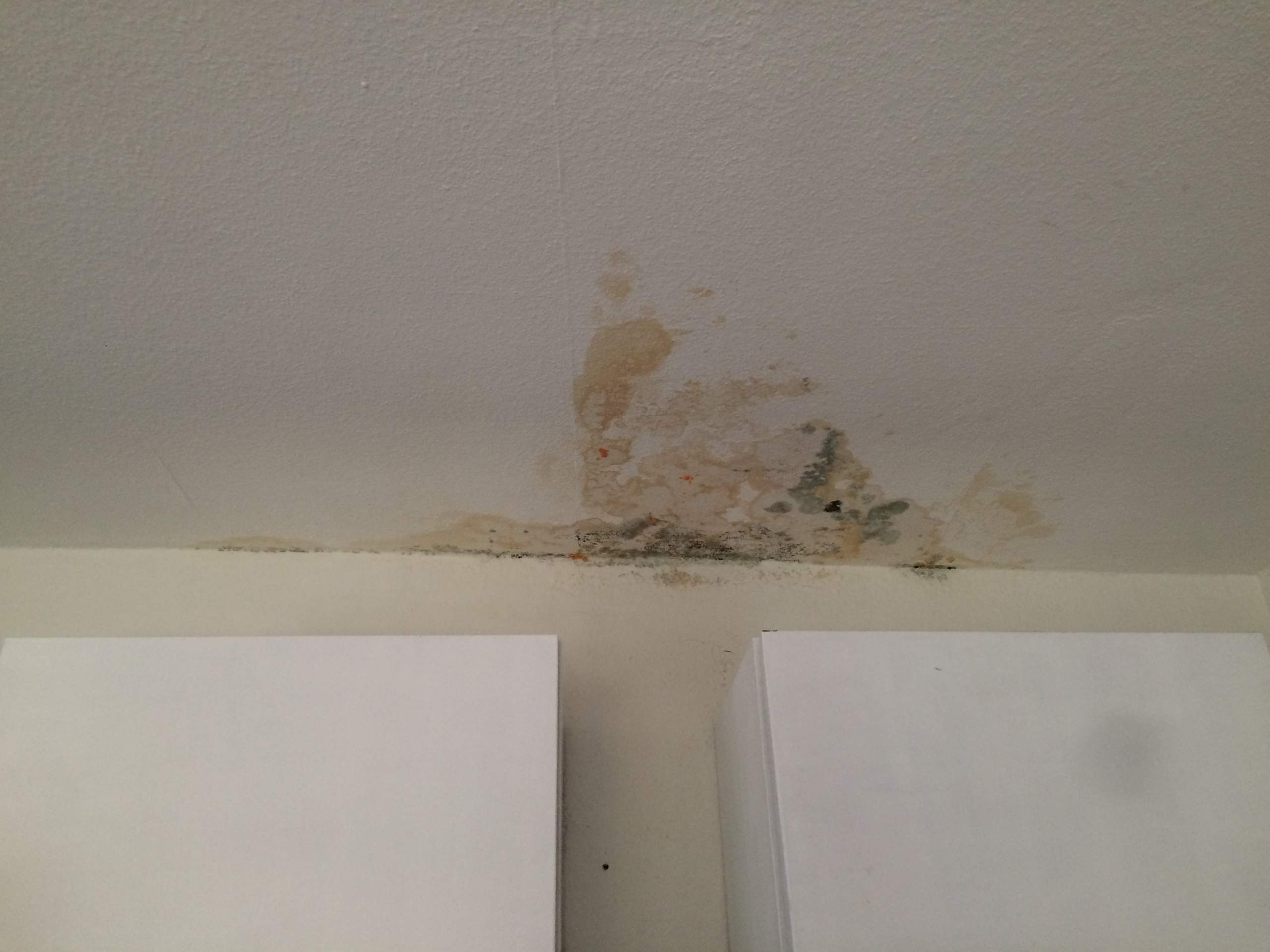 Schimmel in Badezimmer und Küche, was sollen wir machen? (Mietminderung)