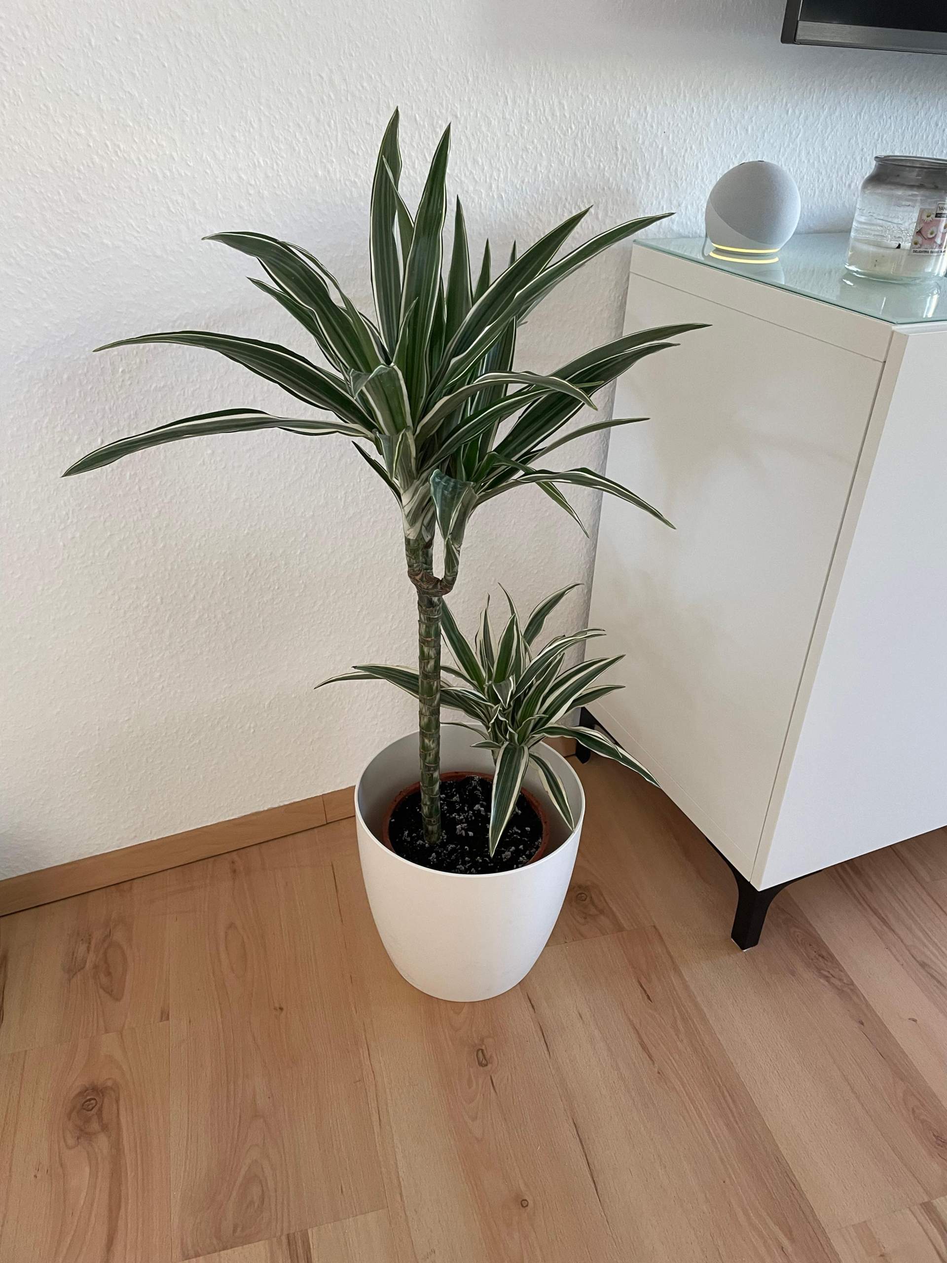 Schimmel in der Blumenerde? (Wasser, Erde, Blumen)