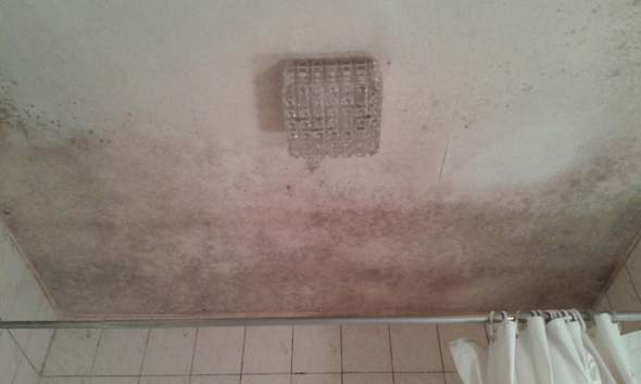 Schimmel in der Wohnung? (Mietrecht, Miete, Vermieter)