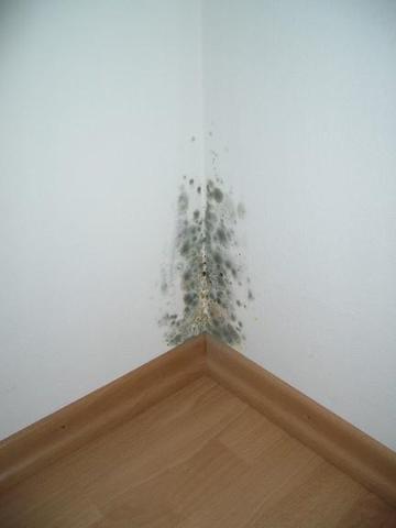 Schimmel in der Wohnung fast ein Meter hoch an den Außenwänden (von