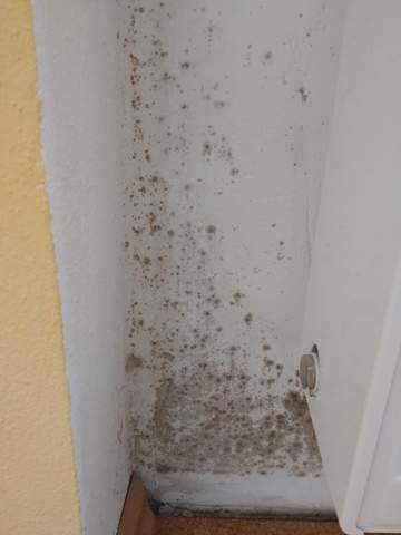 24+ schlau Bild Schimmel In Wohnung Was Tun / Schimmel In Der Wohnung Wie Die Pilze Entstehen Und Wie Man Sie Bekampft Stern De : Schimmel kann starke gesundheitsschäden hervorrufen und sollte daher unbedingt vermieden werden. 24+ schlau Bild Schimmel In Wohnung Was Tun / Schimmel In Der Wohnung Wie Die Pilze Entstehen Und Wie Man Sie Bekampft Stern De : Schimmel kann starke gesundheitsschäden hervorrufen und sollte daher unbedingt vermieden werden.