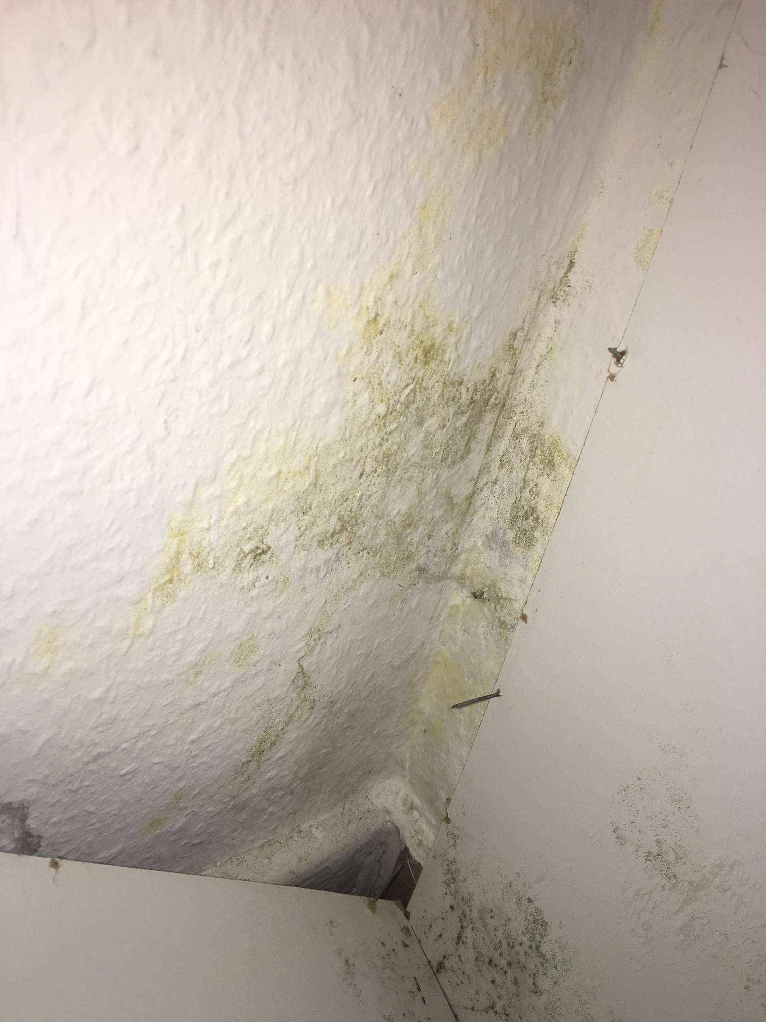 Schimmel In Der Wohnung? Staubläuse? (Mietrecht, Schädlinge, Vermietung)