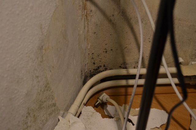 Schimmel in Wohnung nach 2 Monaten - Wie vorgehen? (Mietrecht, Mietvertrag, Mietwohnung)