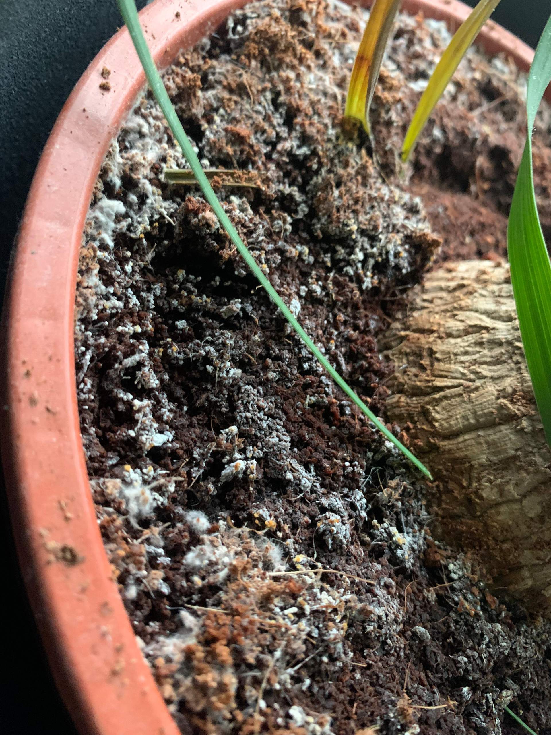 Schimmel oder Mineralablagerung? (Erde, Blumen, Baum)