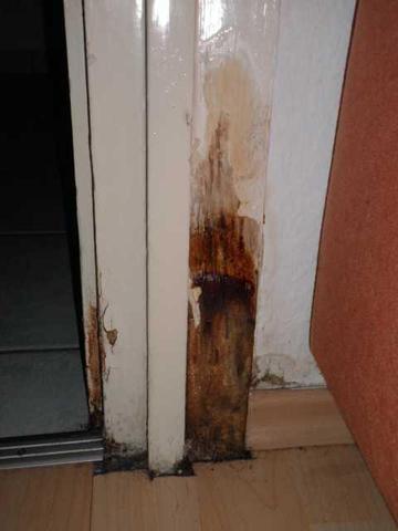 Schimmel oder Pilz an Türzarge oder Wand Hilfe! (Pilze)