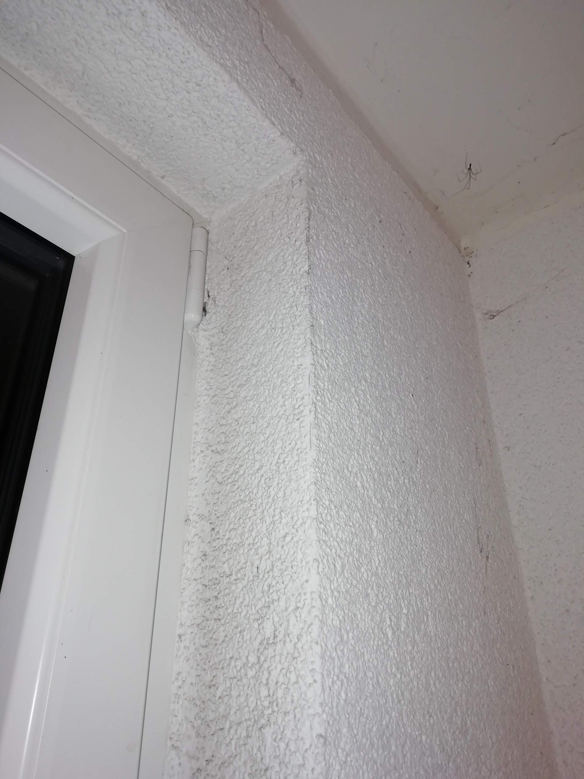 Schimmel oder Schmutz um Fenster? (Gesundheit, Medizin, Biologie)