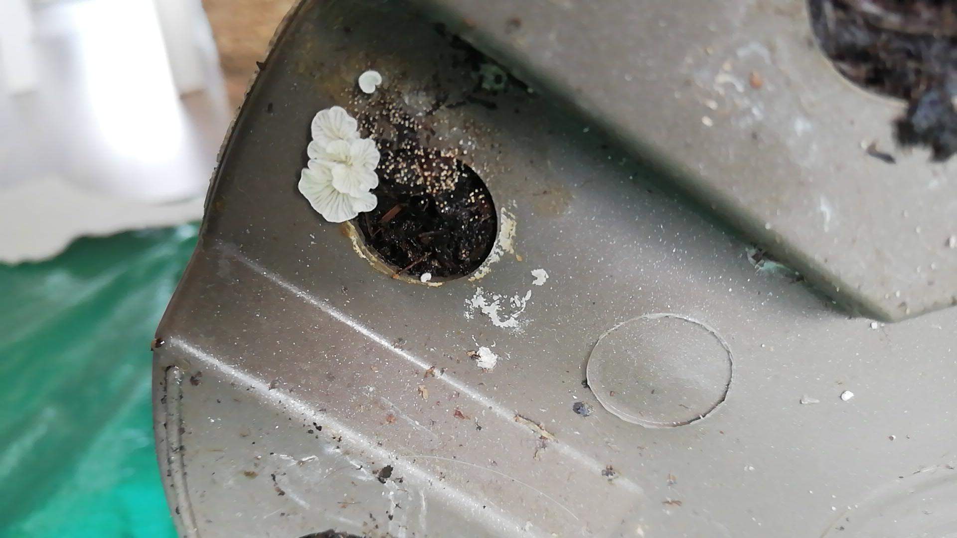 (Schimmel)Pilz im Blumentopf? (Erde, Pflanzenpflege, Schädlinge)