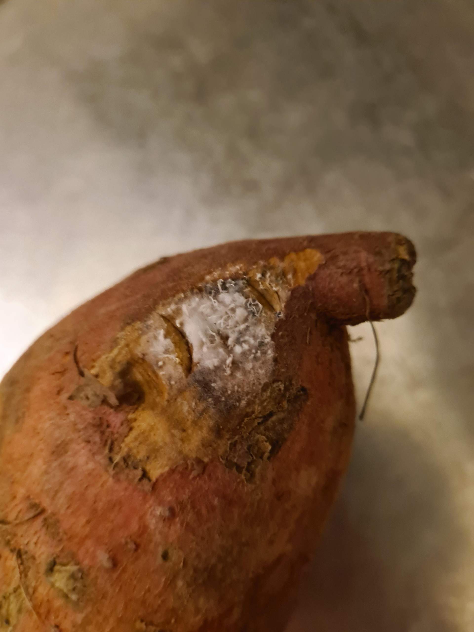 Schimmel Süßkartoffel? (Pflanzen, Obst, Haltbarkeit) Schimmel Süßkartoffel? (Pflanzen, Obst, Haltbarkeit)