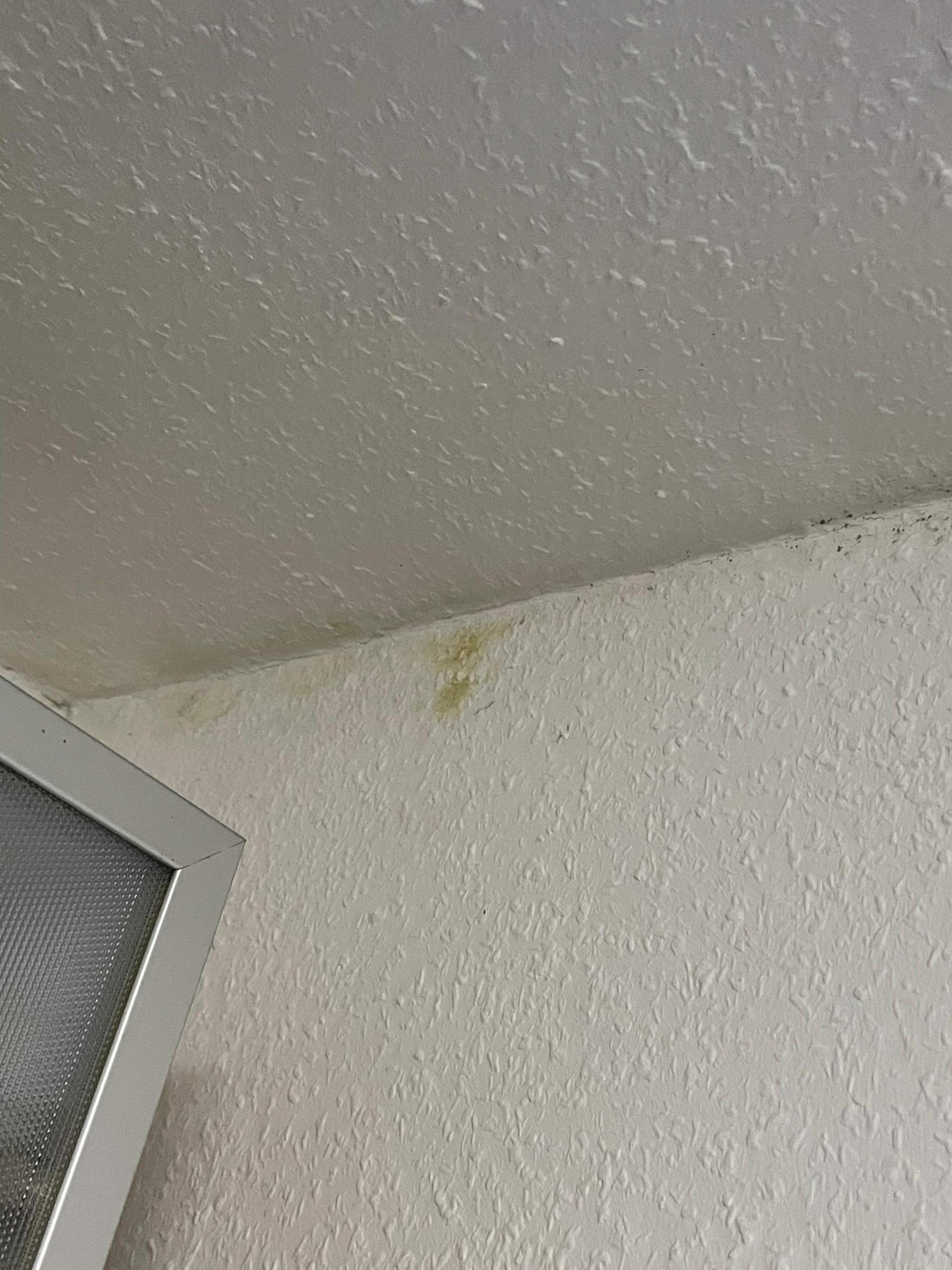 Schimmel? Was tun und welche Art? (Gesundheit, Wohnung, Flecken)