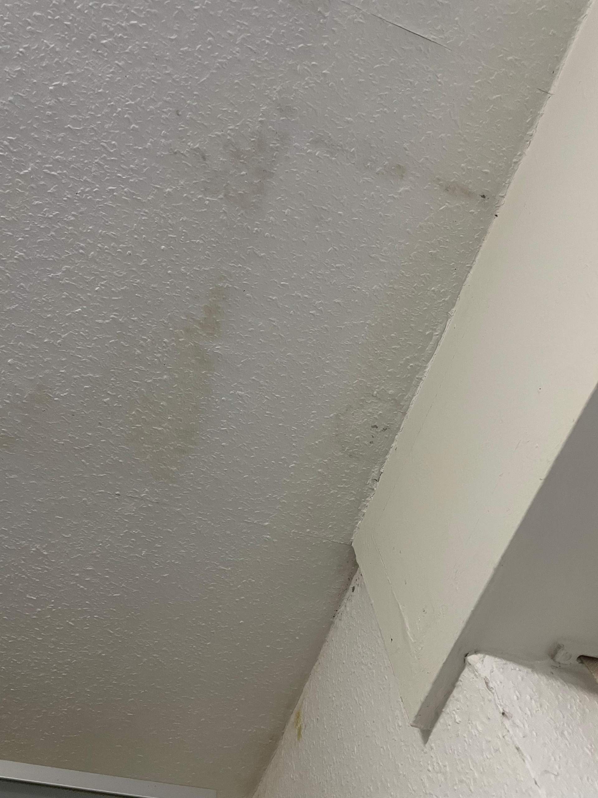 Schimmel? Was tun und welche Art? (Gesundheit, Wohnung, Flecken)