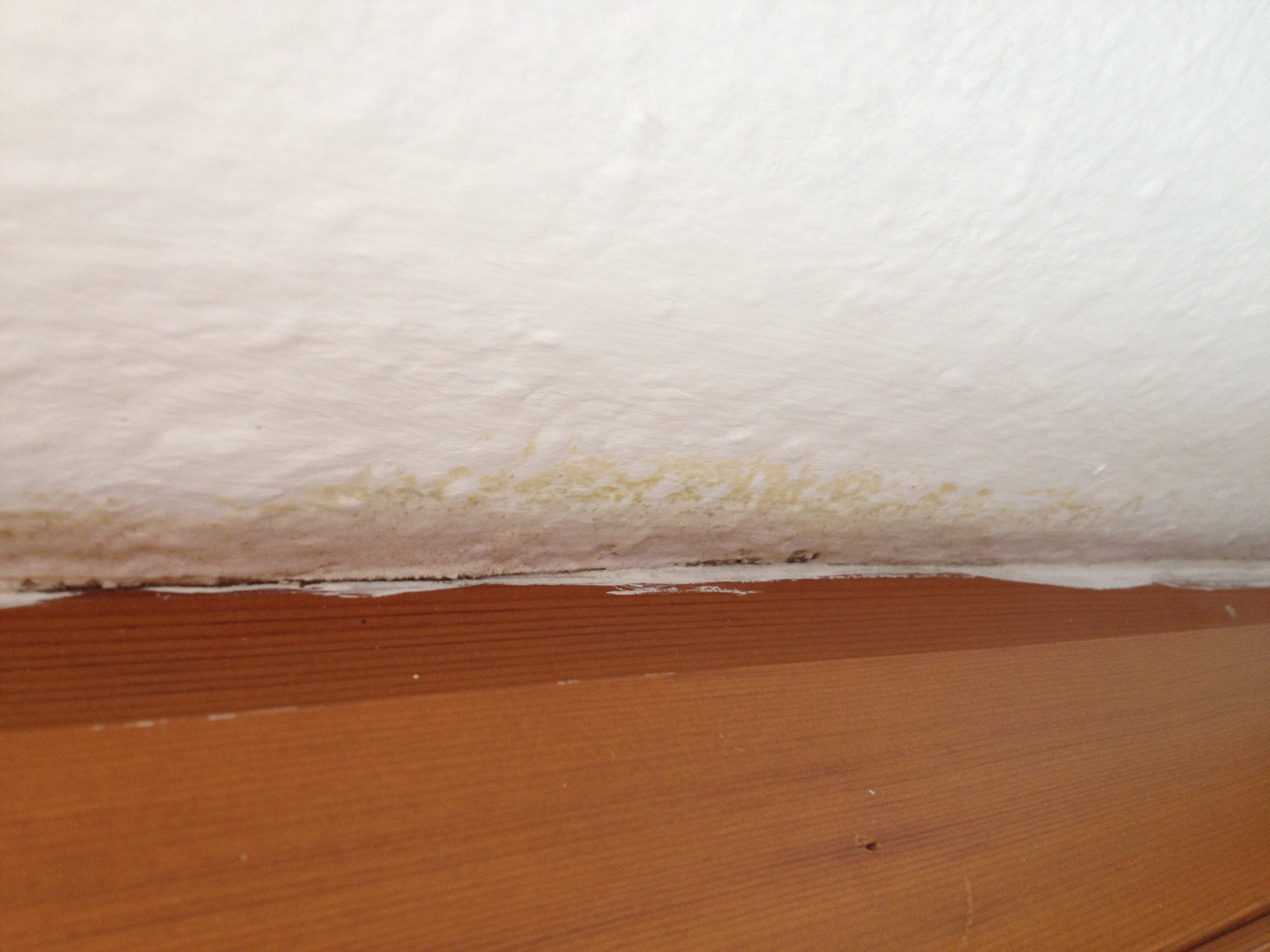 Schimmelbefall. Wie lange hat Vermieter zeit den Schimmel zu beseitigen?