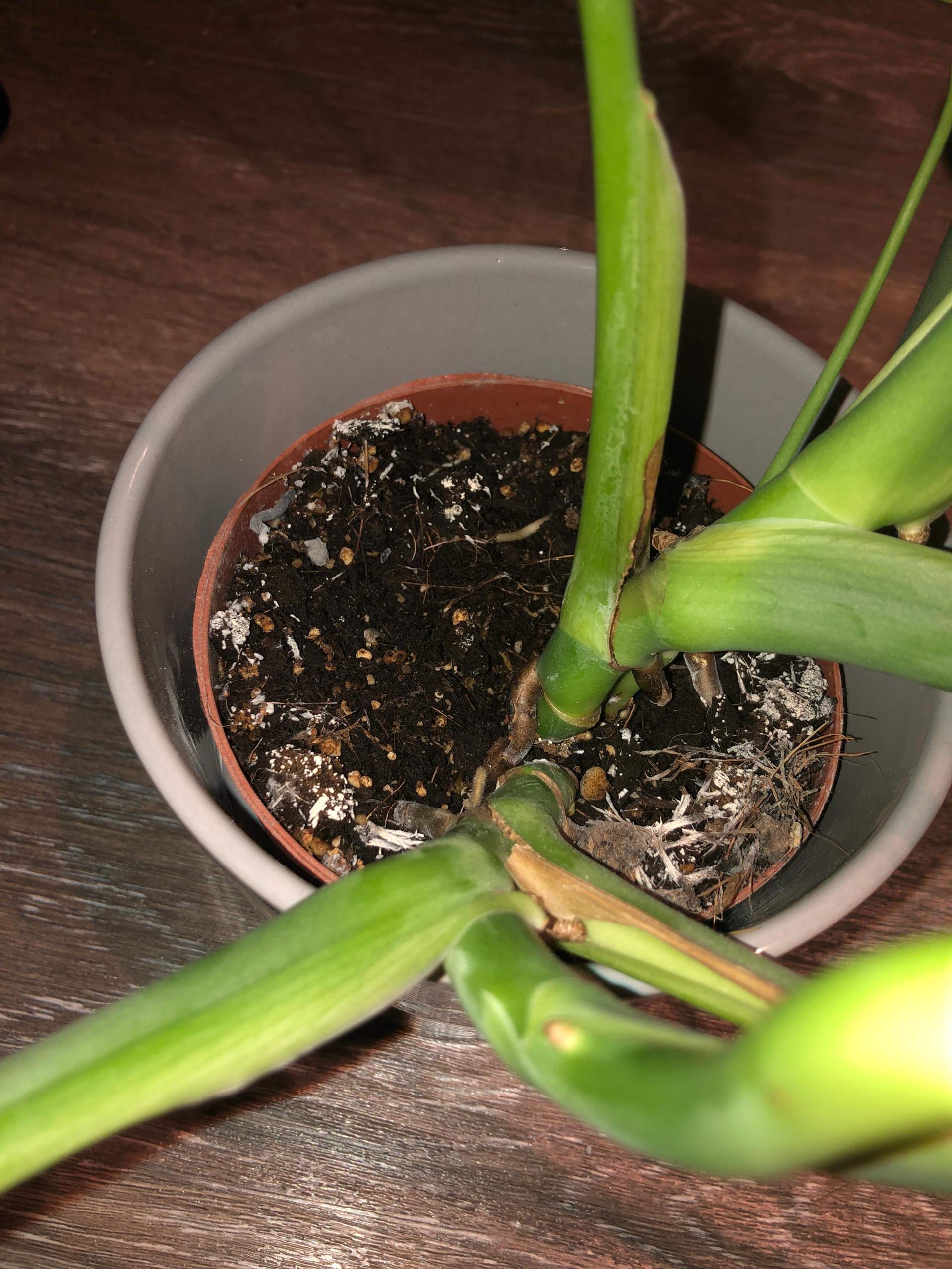 monstera fotos Monstera deliciosa – The Victorian Atlanta main image 1