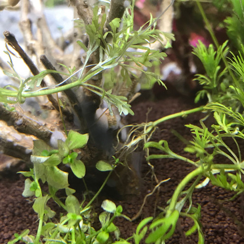 Sind hauptsächlich um diese Wurzel - (Aquarium, Aquaristik, Algen)