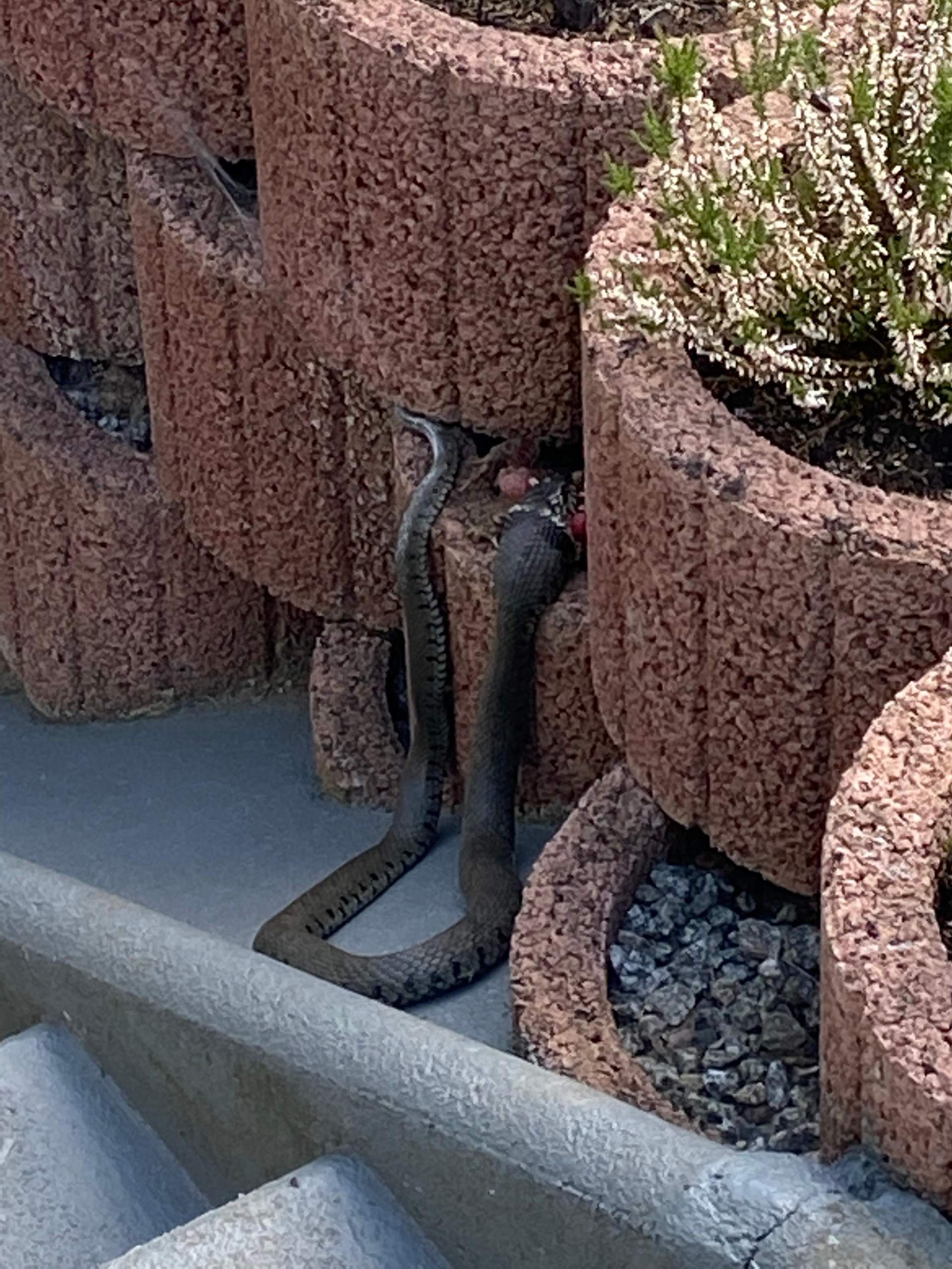Schlange im Garten , was tun?? (Reptilien, Schlangen, Zoo)