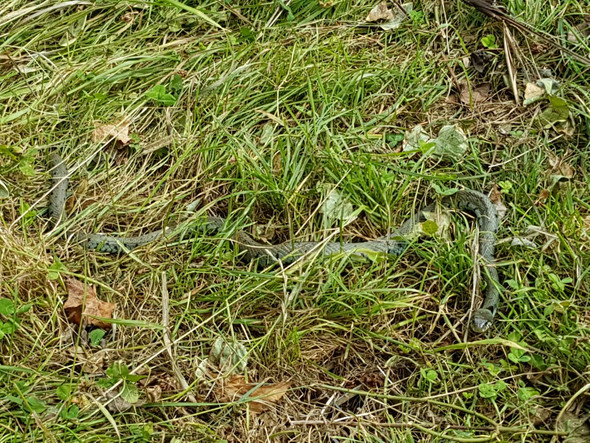 Schlange - (Garten, Schlangen)
