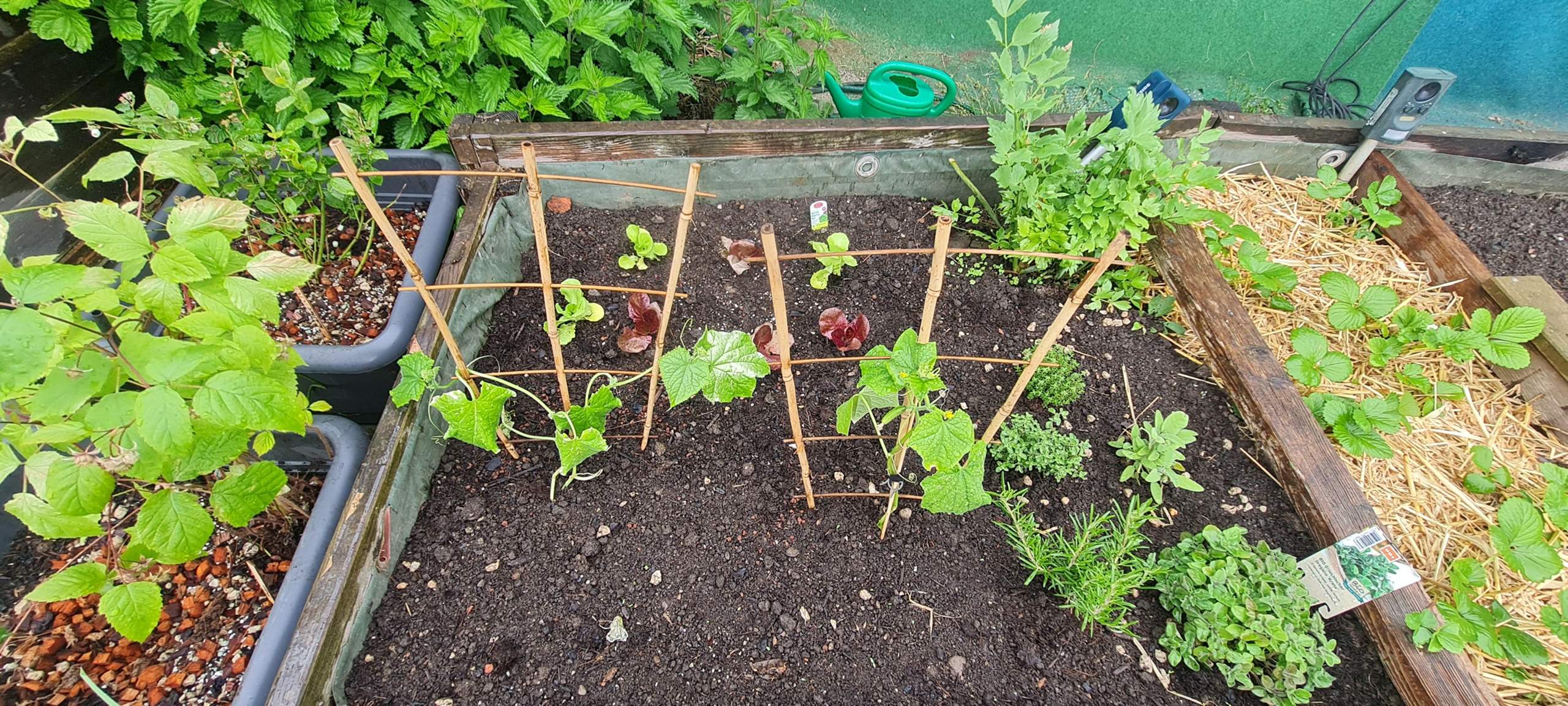 Schlangen- Gurke Krankheit? (Erde, Gemüse, Pflanzenpflege) Schlangen- Gurke Krankheit? (Erde, Gemüse, Pflanzenpflege)