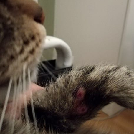 Schlangenbiss An Kater Tiere Katze Tierarzt Schlangenbiss An Kater Tiere Katze Tierarzt