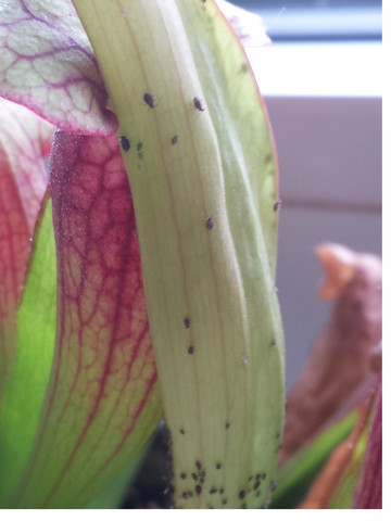 Sarracenia3 - (Pflanzen, Insekten, Sarracenia)