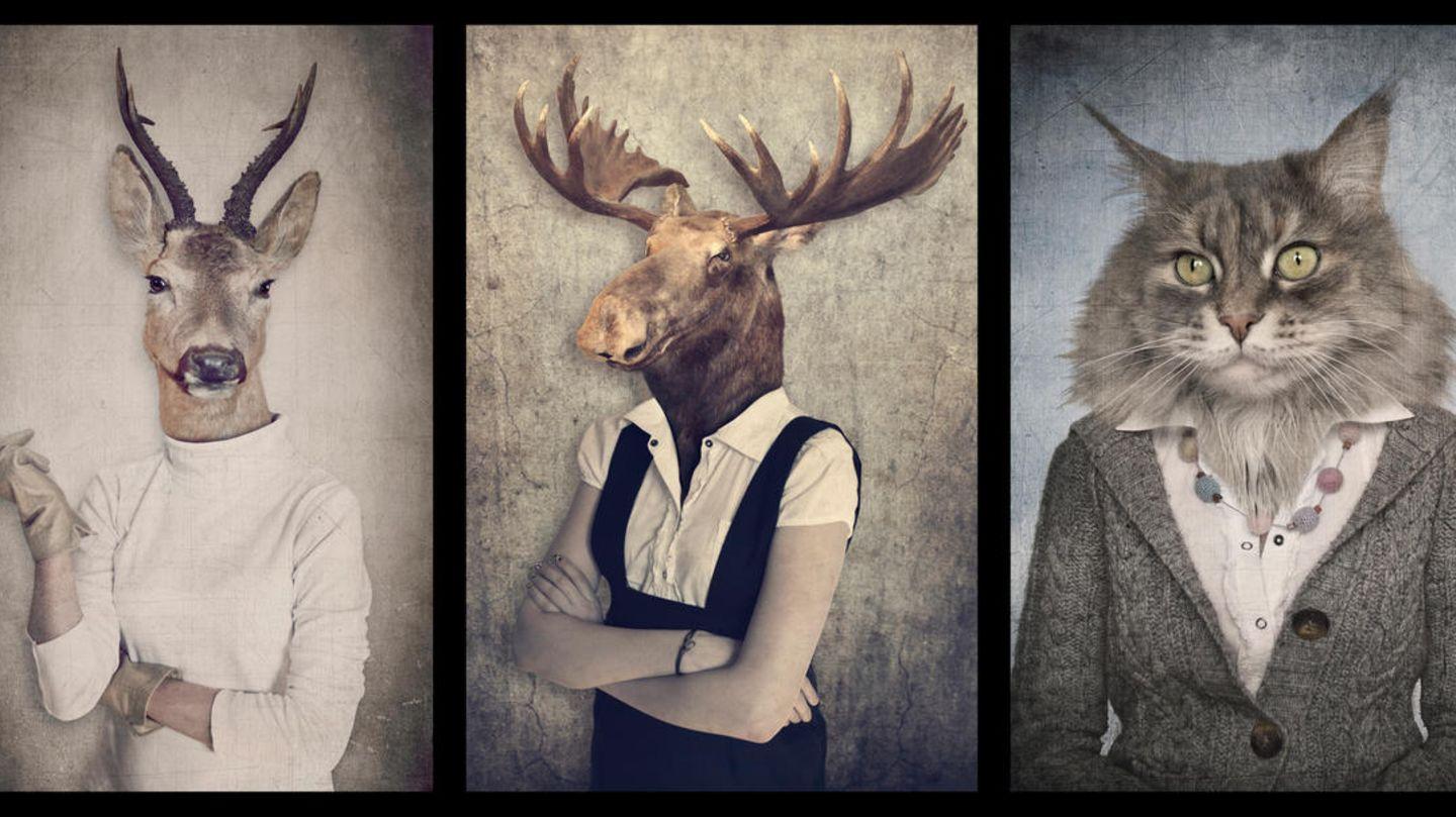 Schlauer Fuchs oder starker Löwe Welches Tier steckt in dir? (Tiere, Hund, Umfrage) Schlauer Fuchs oder starker Löwe Welches Tier steckt in dir? (Tiere, Hund, Umfrage)