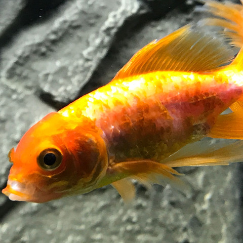 Schleierschwanz Goldfisch Verliert Schuppen Und Wird Weiss Krankheit Fische Aquarium